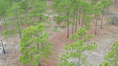 Wide-drone-shot-of-a-longleaf-pine-forest-above-the-tree-canopy-in-the-winter