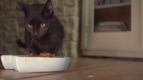 Little-black-pet-cat-licking-delicious-meaty-chunks-meat-from-white-bowl-indoor-scene