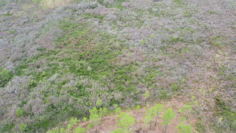 Wide-drone-shot-of-forest-above-the-tree-canopy-in-the-winter
