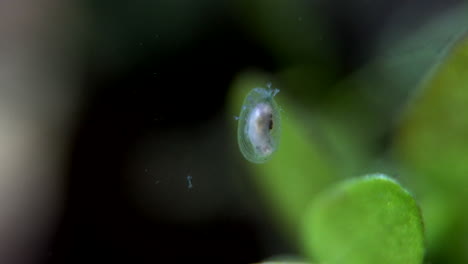 A-small-aquatic-snail,-with-Stentor-protists-attached-to-it,-forages-among-aquatic-plants