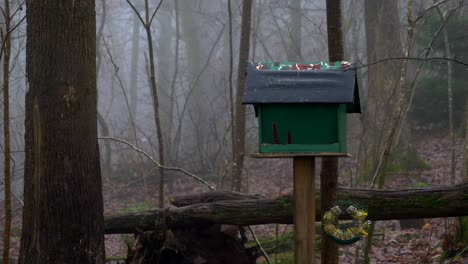 Great-Tit-Birds-Flying-Back-And-Forth-Into-A-Birdhouse-In-The-Forest