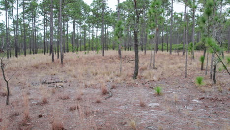 Drone-shot-flying-through-a-longleaf-pine-forest-at-eye-level-in-the-winter