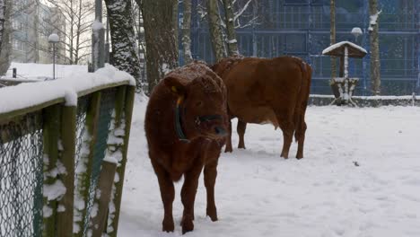 Cows-standing-in-snow-on-cold-winter-day-with-snowfall-precipitation-in-Sweden---city-or-town