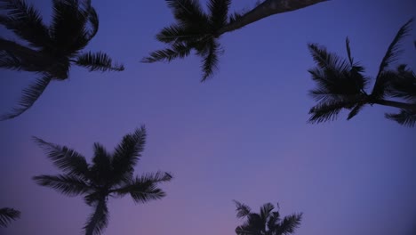 Orbit-Shot-Of-Long-High-Coconut-Trees-In-Clear-Blue-Sky,-Sri-Lanka
