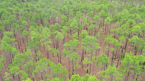 Wide-drone-shot-of-a-longleaf-pine-forest-above-the-tree-canopy