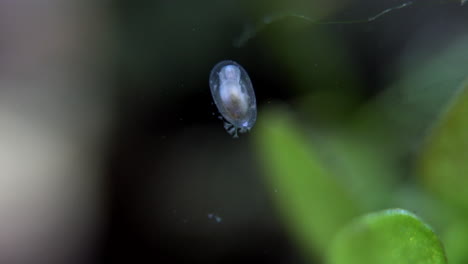 A-tiny-aquatic-snail-forages-with-Stentor-protists-attached-to-it