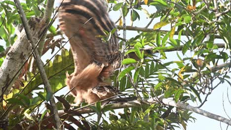 Buffy-Fish-Owl-Ketupa-ketupu,-a-fledgling-trying-to-move-towards-its-nest-while-struggling-to-balance-and-then-play-with-its-wings-to-practice-flying,-,-Khao-Yai-National-Park,-Thailand
