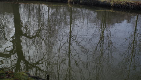 Weitwinkelaufnahme-Eines-Kleinen-Flusses-Mit-Bäumen,-Die-Sich-Im-Wasser-Spiegeln