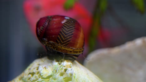 A-Red-Racer-Nerite-Snail-forages-in-an-aquarium-with-a-fish-in-the-background