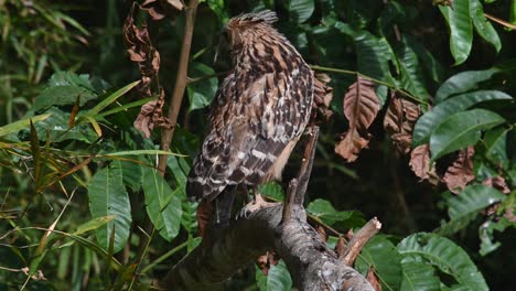 Buffy-Fish-Owl-Ketupa-ketupu-seen-on-the-branch-as-it-seriously-preens-its-left-wing-and-flapping-during-a-sunny-day,-Khao-Yai-National-Park,-Thailand