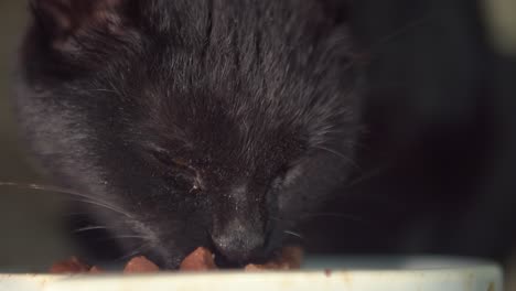 Gato-Doméstico-Negro-Comiendo-Deliciosa-Comida-De-Trozos-Carnosos-De-Cerca