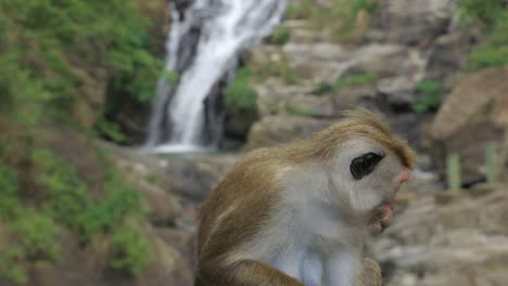 Static-Shot-Of-Cute-Monkey,-Relaxing-At-Beautiful-Ravana-Waterfall,-Ella-Sri-Lanka