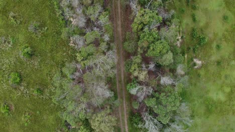 Slow-top-down-view-along-dirt-road-in-Australian-forest