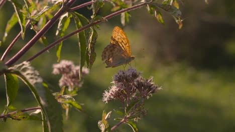 Close-up-of-a-pretty-orange-butterfly-resting-on-a-plant,-the-background-is-blurred