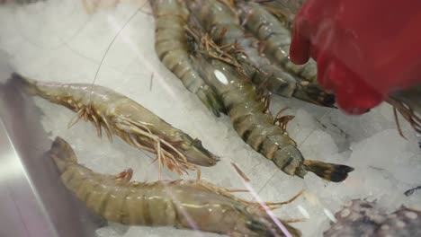 Arranging-fresh-prawns-on-ice-for-sale-at-the-grocery-store