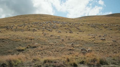 Statische-Ansicht-Einer-Schafherde,-Die-An-Einem-Herbstmorgen-Den-Hügel-Im-Gran-Sasso-Nationalpark-In-Italien-Passiert