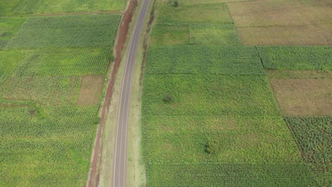 Aerial-top-down-on-asphalt-road-passing-green-fields-of-maize-plantations,-Kenya
