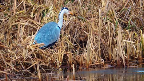 Epic-Grey-Heron-is-Wading-Through-Cattails-in-Water---Steady-Shot