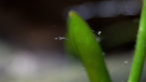 Microscopic-filaments-attached-to-an-aquatic-plant,-sway-in-the-water-current