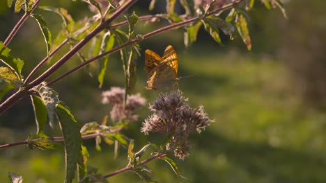 Mariposa-Naranja-Descansando-Sobre-Una-Planta,-Esperando-Para-Volar