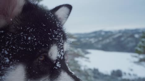 Snowflakes-On-Face-And-Fur-Of-Alaskan-Malamute-Dog-At-Wintertime