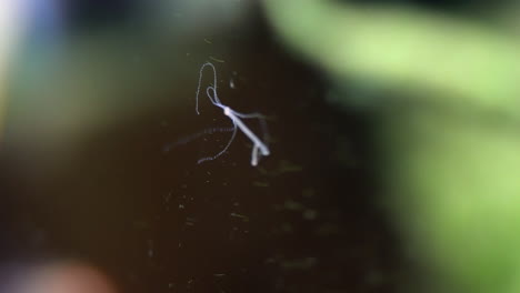 Hydra-detaches-from-aquarium-glass-and-moves