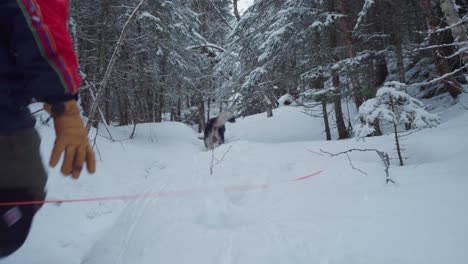 Cute-Dog-Running-Around-Snow-Forest-Path-In-Indre-Fosen-In-Winter---medium-shot