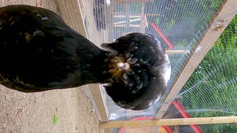 Unusual-dutch-Bantam-black-and-white-chickens-with-tuft