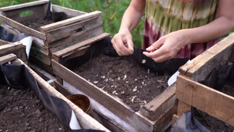 Woman-Planting-Seeds-In-Wooden-Crates-Filled-With-Soil-In-The-Garden