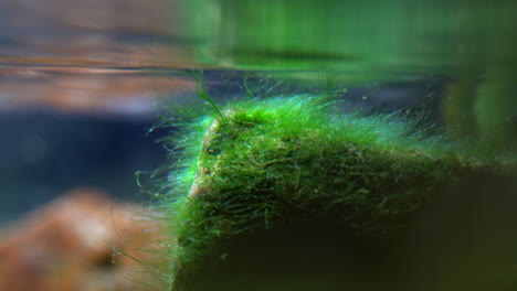 Hair-Algae--covers-a-submerged-rock-in-freshwater