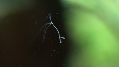 Hydra-mounted-on-aquarium-glass-showing-asexual-reproduction-with-bud-growing-on-lower-body