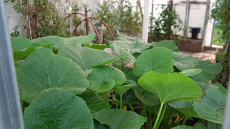 Plantas-De-Calabaza-Verde-Que-Crecen-En-El-Jardín-De-Casa