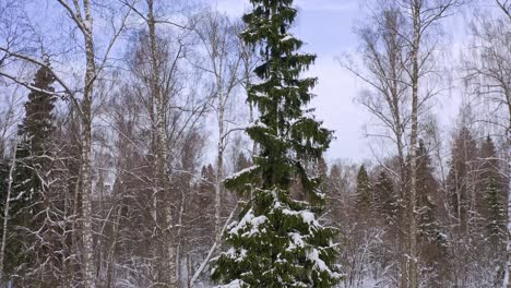 Rising-View-Along-Snowbound-Spruce-Tree-In-Birch-Thee-Forest