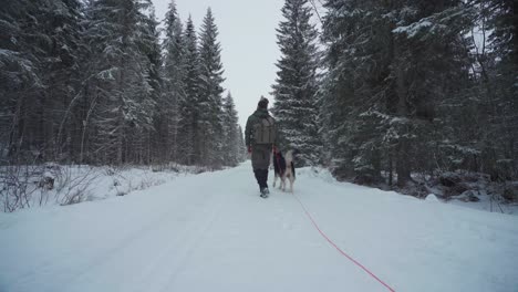 Wanderer-Mit-Alaskan-Malamute,-Der-Im-Winter-Auf-Dem-Verschneiten-Pfad-Mit-Pinienwald-Spazieren-Geht