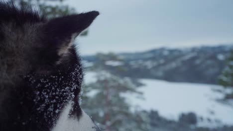 Closeup-Of-Alaskan-Malamute-Face-With-Snow-On-Its-Fur
