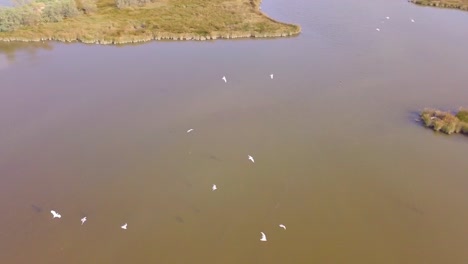 Drohnenflug-über-Sümpfe-Und-überschwemmte-Felder,-Die-Vögel-Jagen