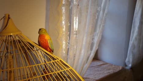 Indoor-Wellensittich-Vögel,-Die-Auf-Einem-Sich-Bewegenden-Und-Fliegenden-Käfig-Sitzen