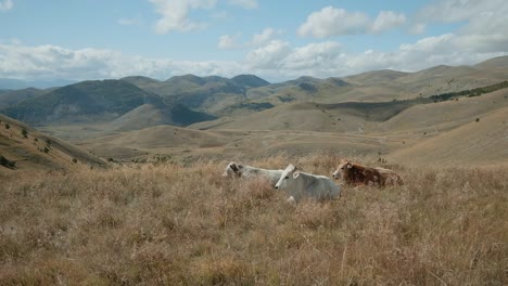 Tres-Vacas-Descansando-Sobre-La-Hierba-Después-De-Pastar-En-El-Parque-Nacional-Gran-Sasso,-Italia,-En-La-Mañana-Otoñal-Con-Una-Hermosa-Vista-Del-Terreno-Montañoso