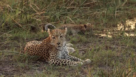 Breiter-Schuss-Einer-Leopardin,-Die-Im-Gras-Liegt,-Mit-Ihrem-Jungen-Jungen,-Der-Im-Hintergrund-Trinkt,-Khwai-Botswana