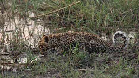 Entzückende-Weite-Aufnahme-Eines-Winzigen-Leopardenjungen,-Der-Trinkt,-Khwai-Botswana