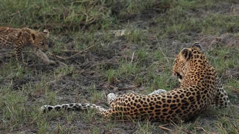 Cute-wide-shot-of-a-tiny-leopard-cub-greeting-its-mother,-Khwai-Botswana