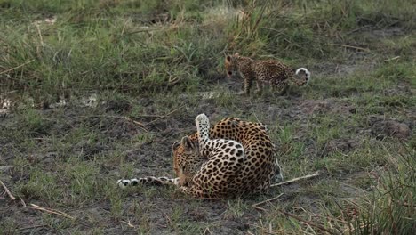Wide-shot-of-a-female-leopard-grooming-herself-with-her-cub-walking-in-the-background,-Khwai-Botswana