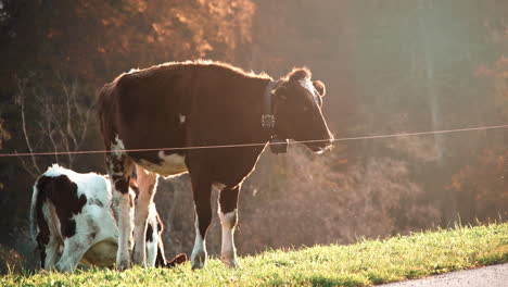 free-range-cow-with-tagged-ears-in-open-farmland-during-golden-hour