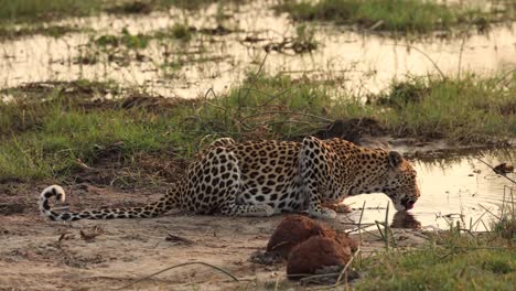 Wide-shot-of-a-leopard-drinking-in-the-golden-light,-Khwai-Botswana