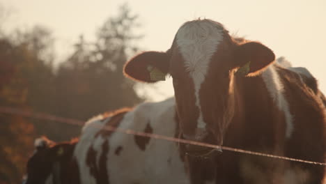 Close-up,-free-range-cow-with-tagged-ears-in-open-farmland-during-golden-hour