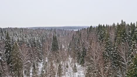 Aerial-View-Of-Snowy-Woodland-Area-In-Winter-Season