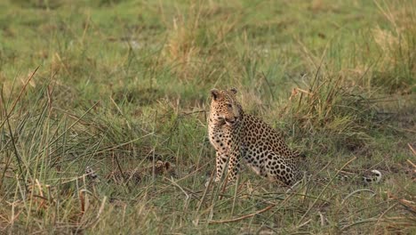 Weite-Aufnahme-Einer-Leopardin,-Die-Im-Gras-Sitzt,-Mit-Ihrem-Kleinen-Jungen,-Der-Im-Hintergrund-Trinkt,-Khwai-Botswana