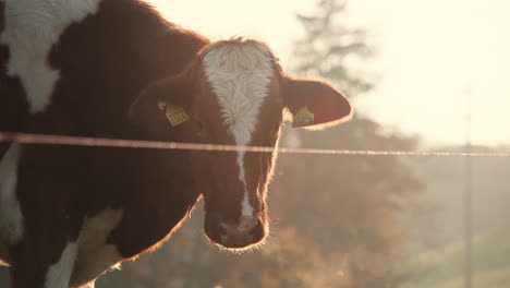 Close-up,-free-range-cow-with-tagged-ears-in-open-farmland-during-golden-hour