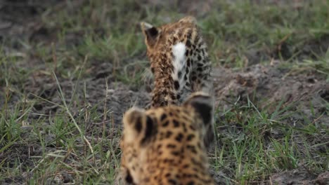Medium-shot-of-a-tiny-leopard-cub-walking-away-from-its-mother-to-drink-from-a-puddle,-Khwai-Bostwana