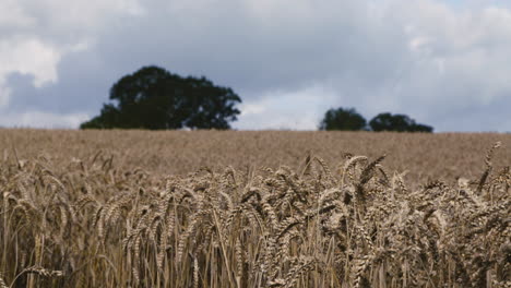 Mature-summer-wheat-blows-gently-in-the-wind-on-a-farm-in-rural-Shropshire,-England-while-clouds-gather-in-the-distance